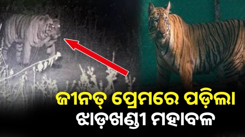 ଜୀନତ୍ ପ୍ରେମରେ ପଡ଼ିଲା ଝାଡ଼ଖଣ୍ଡୀ ମହାବଳ