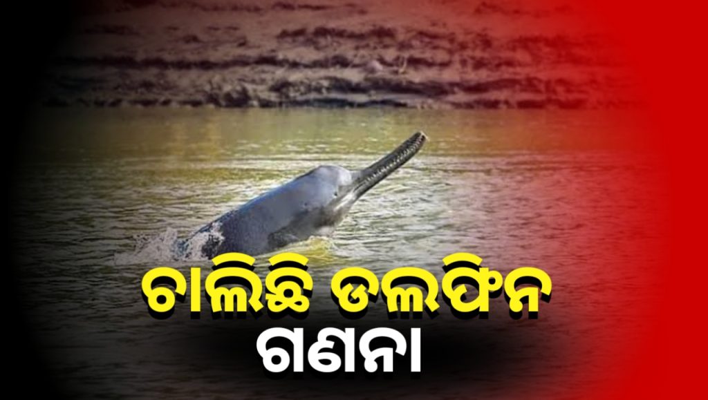 ଅସ୍ତରଙ୍ଗ ବନାଞ୍ଚଳରେ ଚାଲିଛି ଡଲଫିନ ଗଣନା