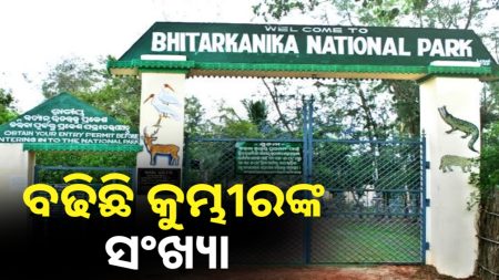 ଭିତରକନିକାରେ ସରିଲା କୁମ୍ଭୀର ଗଣନା,ବଢିଛି କୁମ୍ଭୀର ସଂଖ୍ୟା