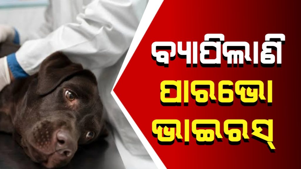 ଓଡ଼ିଶାରେ ବ୍ୟାପିଲାଣି ପାରଭୋ ଭାଇରସ୍ ।