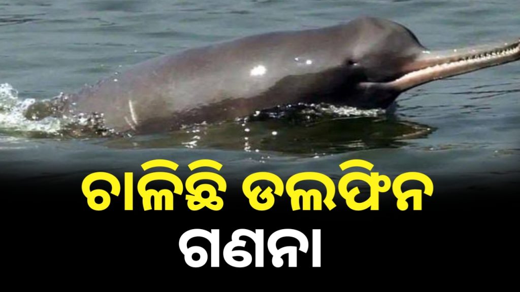 ରାଜନଗରରେ ଚାଲିଛି ଡଲଫିନ୍ ଗଣନା