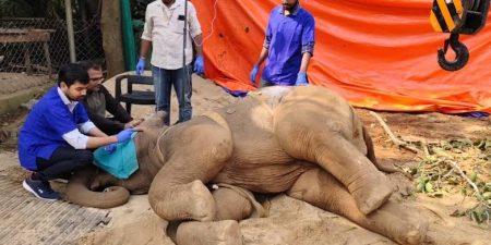 ନନ୍ଦନକାନନରେ ଉଦ୍ଧାର ହାତୀ ଛୁଆ ମୃତ ।