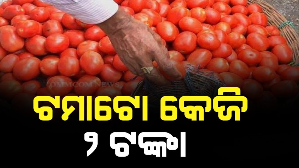 ୨ ଟଙ୍କାରେ ବିକିଲେ ବି ଟମାଟୋ କିଣିବାକୁ କେହି ଆସୁନାହାଁନ୍ତି