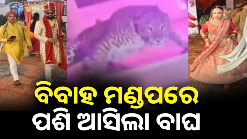 ବାହାଘର ଚାଲିଥିବା ବେଳେ ପଶିଆସିଲା ବାଘ । ବାହାଘର ଛାଡି ଦୌଡିଲେ ଲୋକ ।
