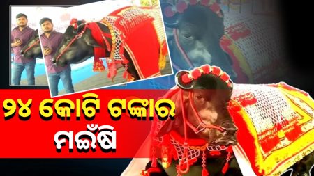 ମତ୍ସ୍ୟ ଓ ପ୍ରାଣୀ ସମାବେଶରେ ମଇଁଷି ଭୀମକୁ ନେଇ ଚର୍ଚ୍ଚା ।