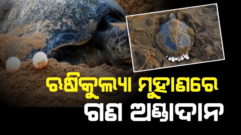 ଋଷିକୁଲ୍ୟା ମୁହାଁଣରେ ଅଲିଭ ରିଡଲେ କଇଁଛଙ୍କ ସାମୂହିକ ଅଣ୍ଡାଦାନ
