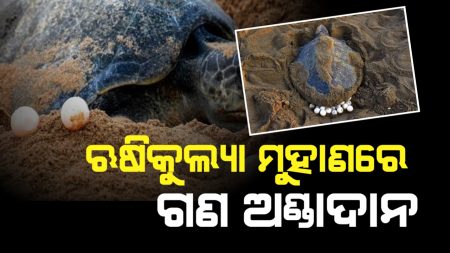 ଋଷିକୁଲ୍ୟା ମୁହାଁଣରେ ଅଲିଭ ରିଡଲେ କଇଁଛଙ୍କ ସାମୂହିକ ଅଣ୍ଡାଦାନ