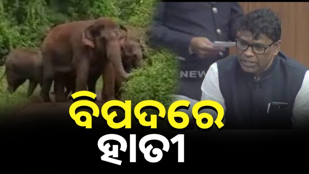 ବର୍ଷକରେ ମରିଛନ୍ତି ୮୧ ହାତୀ: ମନ୍ତ୍ରୀ