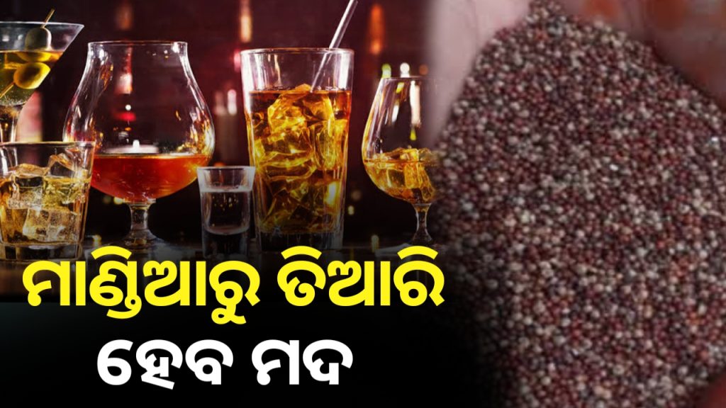 ଓଡିଶାରେ ମାଣ୍ଡିଆରୁ ତିଆରି ହେବ ମଦ