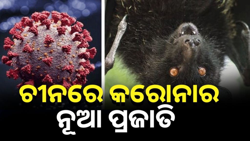 HKU5-CoV-2: ଚୀନରେ ନୂଆ ଭୂତାଣୁ ଚିହ୍ନଟ