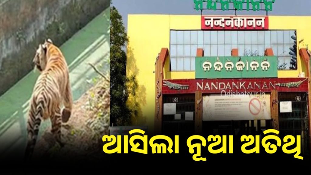 ତୃତୀୟ ଥର ପାଇଁ ମା ହୋଇଛି ବାଘୁଣୀ ଅଙ୍କିତା