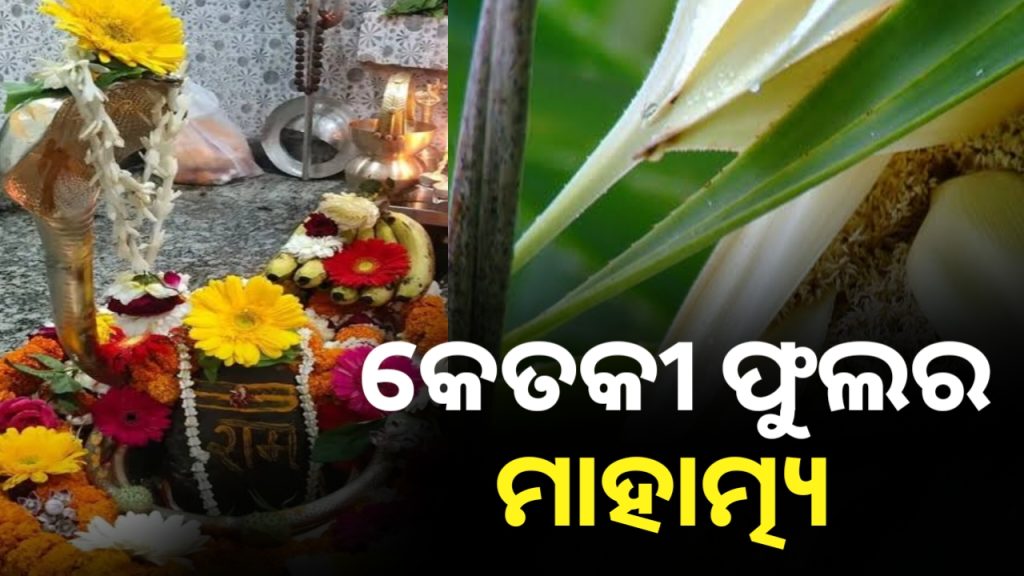 ଜାଗରରେ ଶିବଙ୍କ ପାଖରେ କାହିଁକି ଲଗାଯାଏ କେତକୀ ଫୁଲ ?