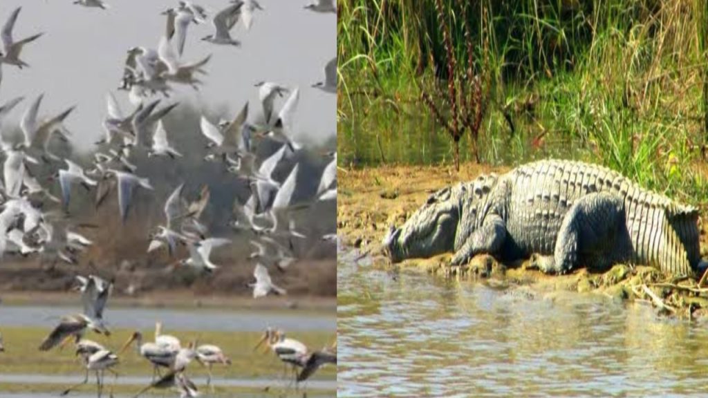 ରାଜ୍ୟରେ ପକ୍ଷୀ ଓ କୁମ୍ଭୀର ମାନଙ୍କ ସଂଖ୍ୟାରେ ବୃଦ୍ଧି: ମନ୍ତ୍ରୀ