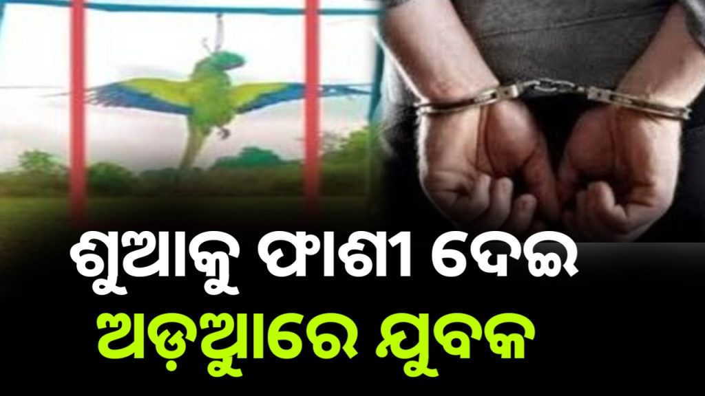 ମହଙ୍ଗା ପଡ଼ିଲା ଶୁଆକୁ ଫାଶୀ ଦେଇ ରିଲ୍ସ କରିବା ।