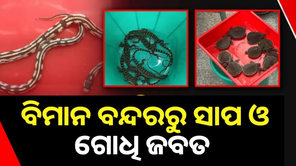 ଭୁବନେଶ୍ବର ବିମାନ ବନ୍ଦରରୁ ବହୁରୂପୀ ଏଣ୍ଡୁଅ, ଗୋଧି , କିଙ୍ଗ୍ ସ୍ନେକ୍ ଓ କଇଁଛ ଜବତ