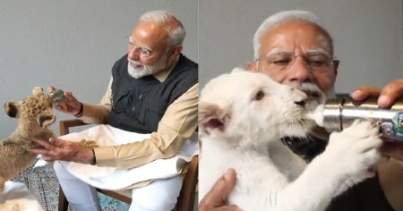 ସିଂହ ଛୁଆକୁ କୋଳରେ ବସାଇ କ୍ଷୀର ପିଆଇଲେ ମୋଦୀ