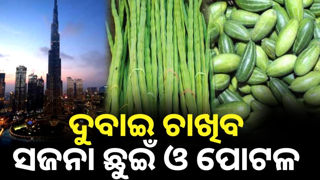 ଦୁବାଇ ଗଲା ସଜନା ଛୁଇଁକୁ ପୋଟଳ