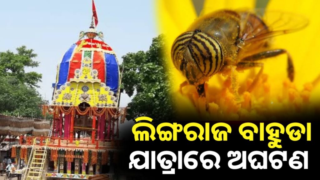 ଲିଙ୍ଗରାଜଙ୍କ ବାହୁଡା ଯାତ୍ରାରେ ଅଘଟଣ, ମହୁମାଛିଙ୍କ ଭୟରେ ନୀତି ଛାଡି ଦୌଡିଲେ ସେବାୟତ