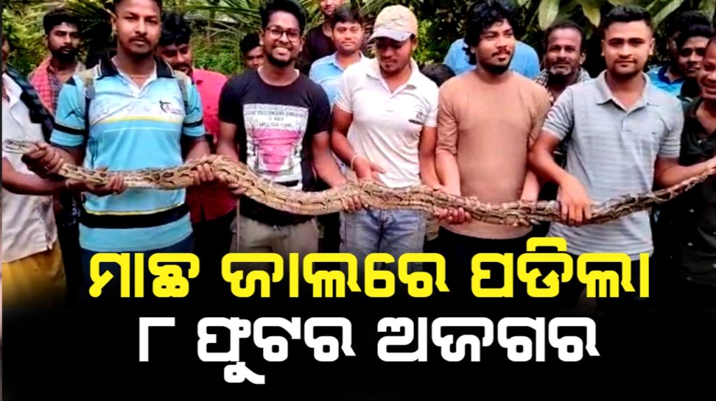 ପୁରୀ ଜିଲ୍ଲା ପିପିଲି ସାତଶଙ୍ଖ ରତ୍ନ ଚିରା ନଦୀରୁ ୮ ଫୁଟର ଅଜଗର ଉଦ୍ଧାର ।