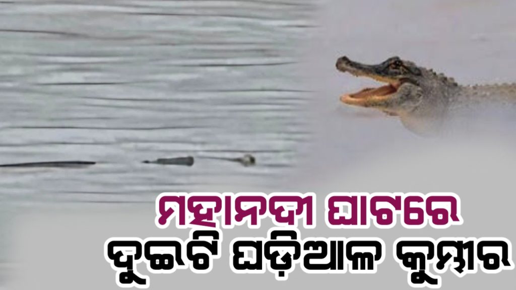 ମହାନଦୀ ଘାଟରେ କୁମ୍ଭୀର ଆତଙ୍କ।