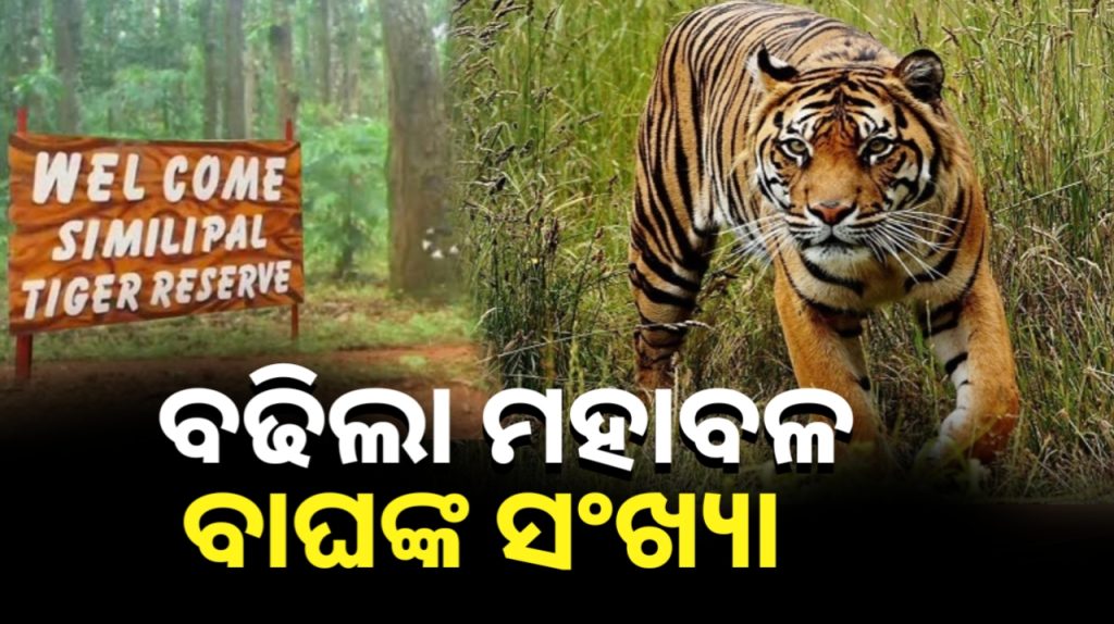 ଶିମିଳିପାଳରେ ବଢ଼ିଲା ମହାବଳଙ୍କ ସଂଖ୍ୟା