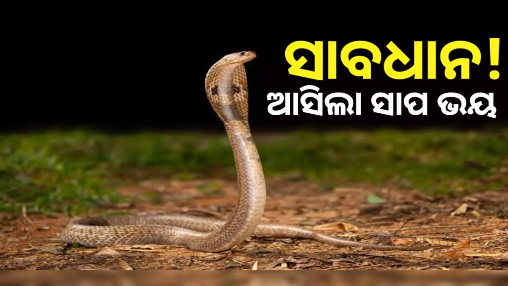 ସାବଧାନ! ମେ’ରୁ ସେପ୍ଟେମ୍ବର ଯାଏଁ ସାପ ଭୟ