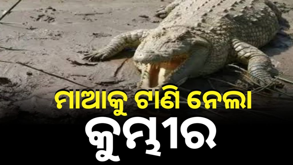 ଅଭାବନୀୟ ଘଟଣା: ପିଲାମାନଙ୍କ ସାମ୍ନାରେ ମା’କୁ ଟାଣିନେଇଛି କୁମ୍ଭୀର