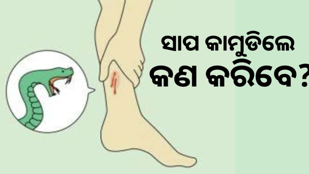 ବର୍ଷାଦିନରେ ସାପକୁ ସାବଧାନ୍ ! ସାପ କାମୁଡ଼ିଲେ ତୁରନ୍ତ ଖାଆନ୍ତୁ ଏହି ଜିନିଷ