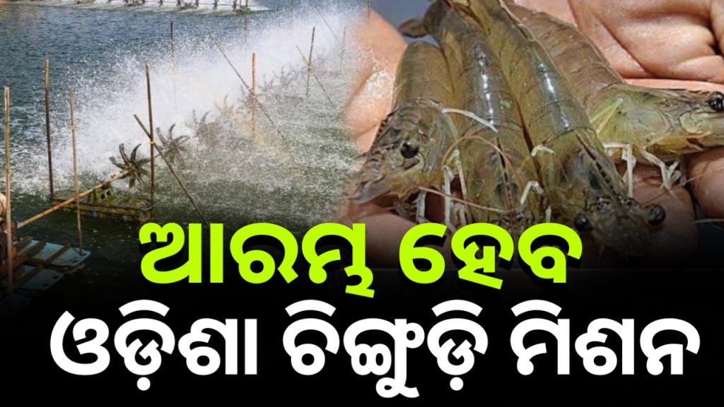 ରାଜ୍ୟରେ ବଢିବ ଚିଙ୍ଗୁଡ଼ି ଉତ୍ପାଦନ। ରାଜ୍ୟ ସରକାର ପ୍ରତିଷ୍ଠା କରିବେ ‘ଓଡ଼ିଶା ଚିଙ୍ଗୁଡ଼ି ମିଶନ୍’ ।