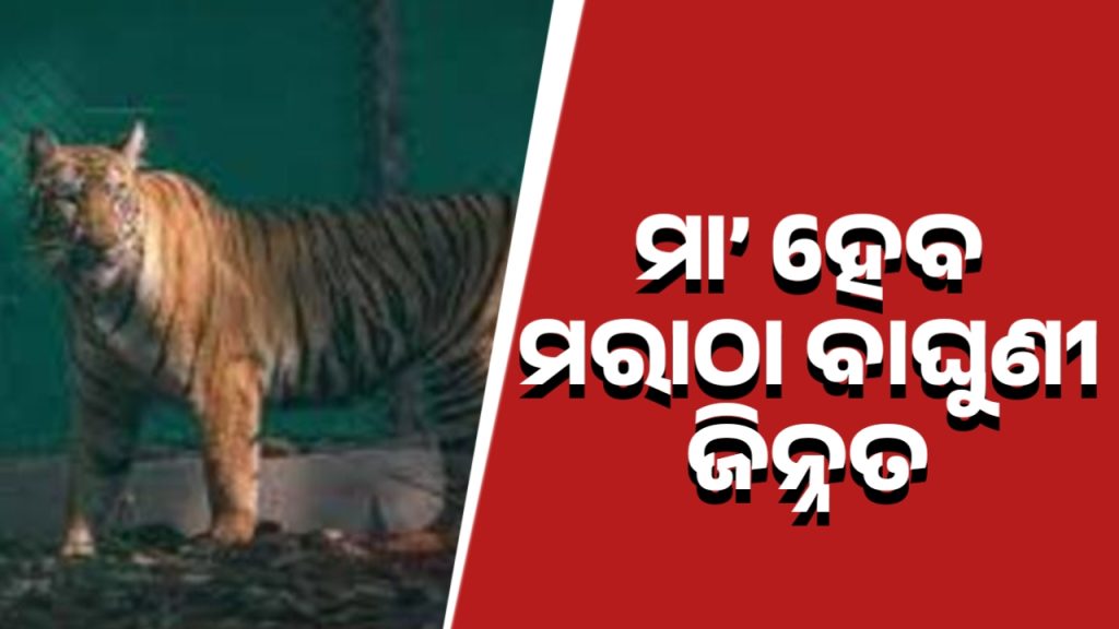 ମା’ ହେବ ମହାରାଷ୍ଟ୍ରରୁ ଆସିଥିବା ବାଘୁଣୀ ଜିନ୍ନତ