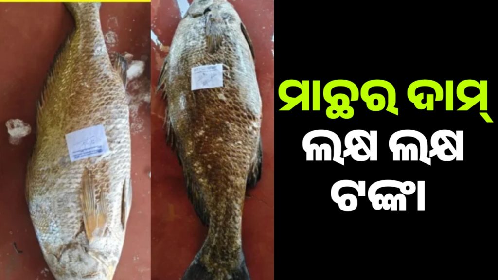 ଧାମରା ମୁହାଁଣରୁ ଧରା ହୋଇଛି ଦୁଇଟି ତେଲିଆ ମାଛ, ଦାମ୍ ଲକ୍ଷ ଲକ୍ଷ ଟଙ୍କା