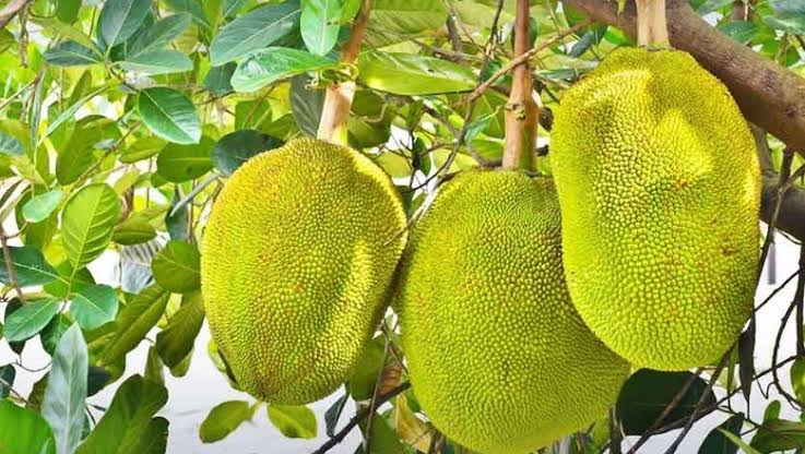 ଭୁବନେଶ୍ୱରକୁ ପଣସର ମୁଖ୍ୟ ପେଣ୍ଠସ୍ଥଳ କରିବାକୁ ରାଜ୍ୟ ସରକାର ଯୋଜନା
