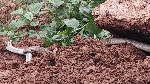 ୫ ଫୁଟର ଏକ ନାଗସାପ ସହ ୮ ଟି ନାଗଛୁଆ ଉଦ୍ଧାର