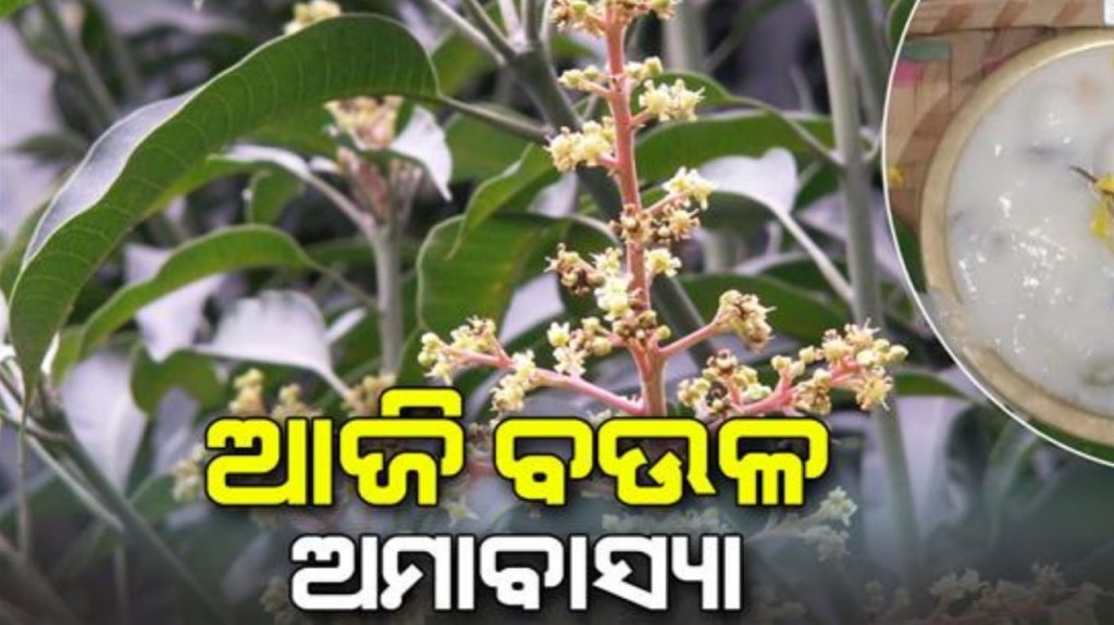 ଆଜି ବଉଳ ଅମାବାସ୍ୟା, ଜାଣିବା ଏହାର ବିଧି ଓ ପରମ୍ପରା ବିଷୟରେ