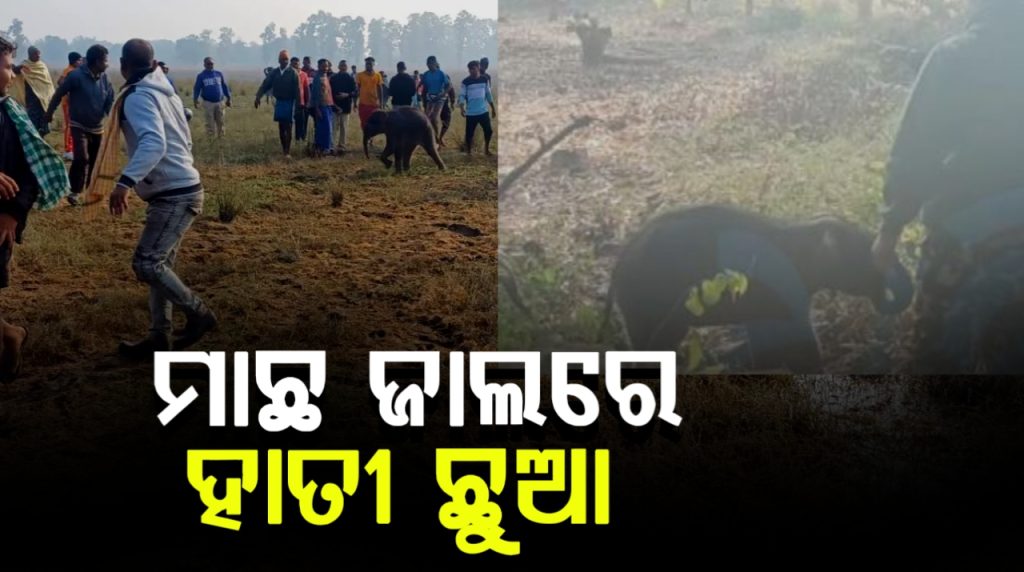 ମାଛ ଜାଲରେ ଫସିଲା ହାତୀଛୁଆ । ୧୨ ଘଣ୍ଟା ପରେ ହେଲା ଉଦ୍ଧାର