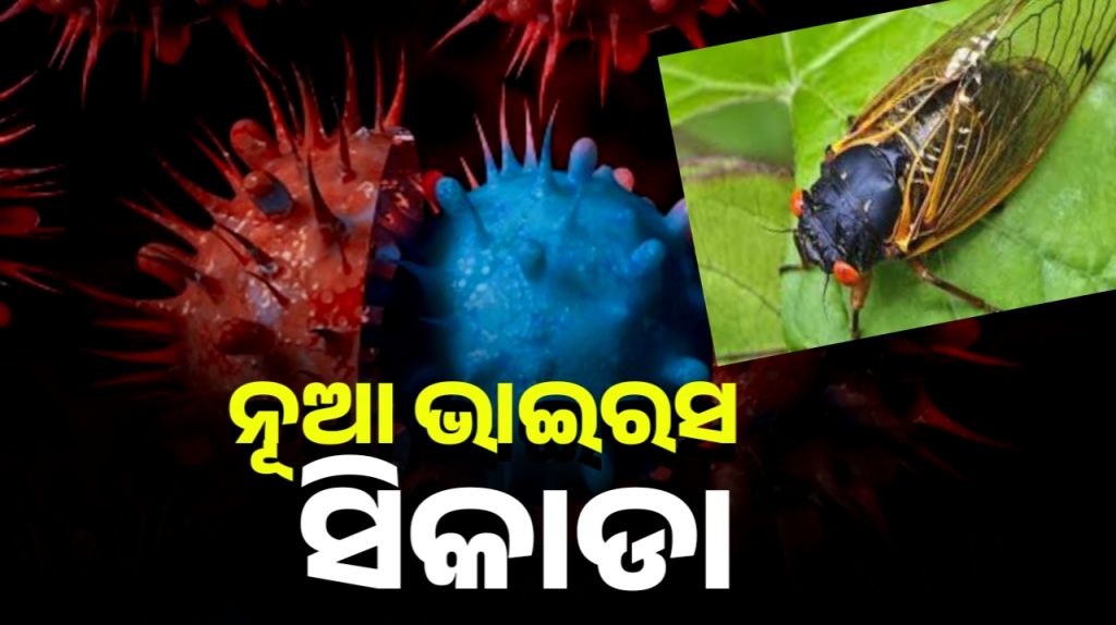 ପୁଣି ଫେରିଲା କରୋନା ଡର। ନୂଆ ଭାରିଆଣ୍ଟର ନାଁ ‘ସିକାଡ଼ା’