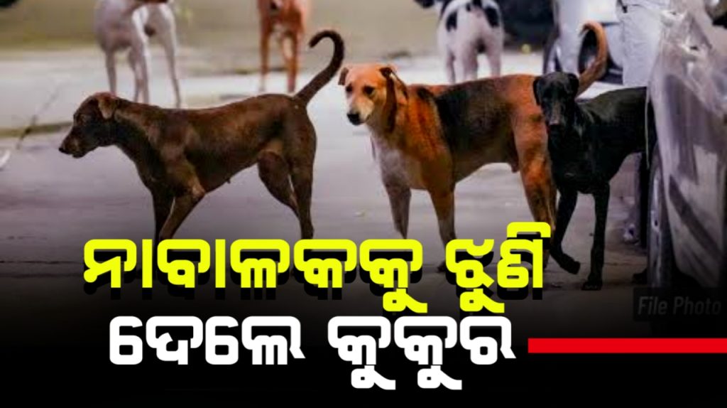 ନାବାଳକକୁ ଝୁଣିଦେଲେ କୁକୁର ପଲ, ଗୁରୁତର ଅବସ୍ଥାରେ ଏମକେସିଜିରେ ଭର୍ତ୍ତି
